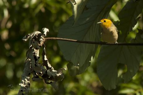 Tangará gris (Orange-headed Tanager) Thlypopsis sordida