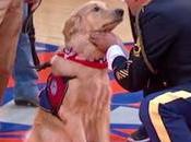 hermosa conexión perro asistencia veterano guerra primer encuentro