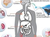 mercurio salud