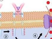 Efectos Insulina sobre Metabolismo