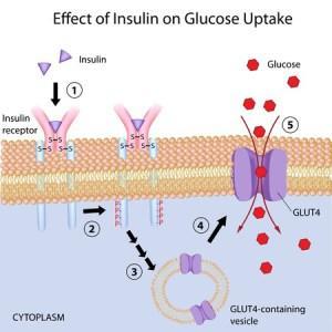 Receptor de insulina