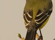 Suirirí amarillo (Yellow-browed tyrant) Satrapa icterophrys