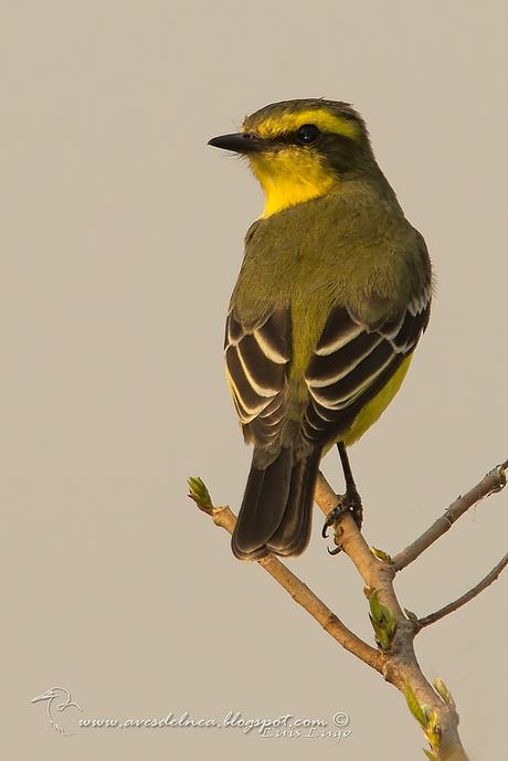 Suirirí amarillo (Yellow-browed tyrant) Satrapa icterophrys