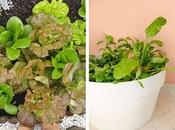 hojas ensalada, cultivo mĂĄs prĂĄctico invierno