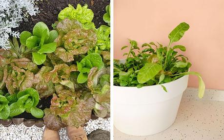 Las hojas de ensalada, el cultivo mĂĄs prĂĄctico del invierno