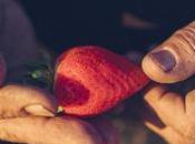 generosidad israelí palestinos fructifica Judea Samaria.