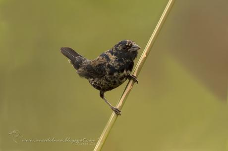 Volatinero (Blue-black Grassquit) Volatinia jacarina