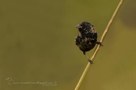 Volatinero (Blue-black Grassquit) Volatinia jacarina