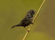 Volatinero (Blue-black Grassquit) Volatinia jacarina
