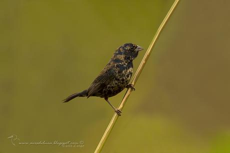 Volatinero (Blue-black Grassquit) Volatinia jacarina