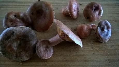 PIMIENTOS RELLENOS DE NÍSCALOS, PUERRO Y ALMENDRAS