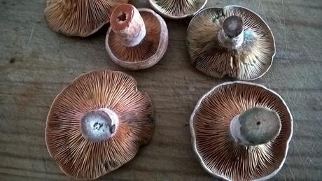 PIMIENTOS RELLENOS DE NÍSCALOS, PUERRO Y ALMENDRAS