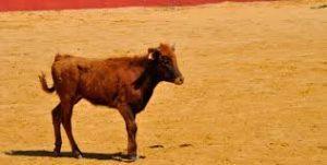 sueno-con-unas-vaquillas