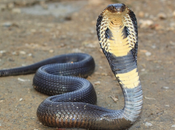 Cobras