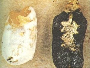 SINTOMATOLOGÍA PATOLOGICAS DE LAS ABEJAS - PATOLOGICAL SYMPTOMS OF BEES.