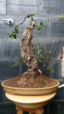 Alcornoque : primer trabajo