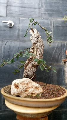 Alcornoque : primer trabajo