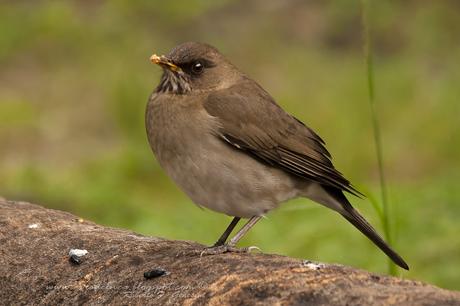 Zorzal chalchalero (Creamy-bellied Thrush) Turdus amaurochalinus