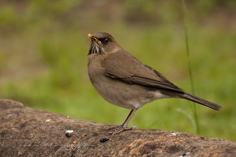 Zorzal chalchalero (Creamy-bellied Thrush) Turdus amaurochalinus
