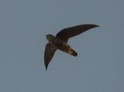 Vencejo tormenta (Sick´s Swift) Chaetura meridionalis