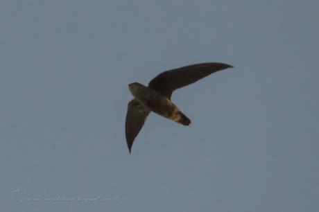 Vencejo de tormenta (Sick´s Swift) Chaetura meridionalis