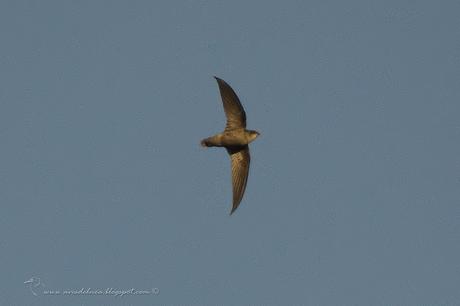 Vencejo de tormenta (Sick´s Swift) Chaetura meridionalis
