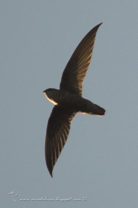 Vencejo de tormenta (Sick´s Swift) Chaetura meridionalis