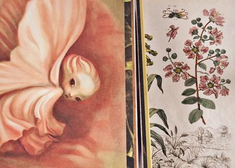 5 LIBROS ILUSTRADOS PLAGADOS DE MAGIA