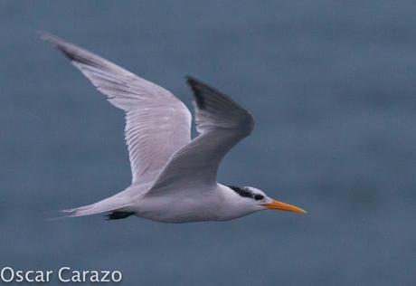 THALASSEUS BENGALENSIS, AVES CAPRICHOSAS