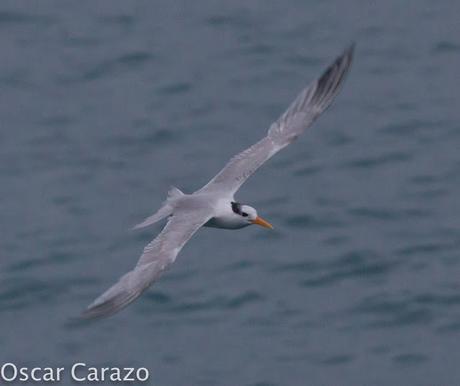 THALASSEUS BENGALENSIS, AVES CAPRICHOSAS