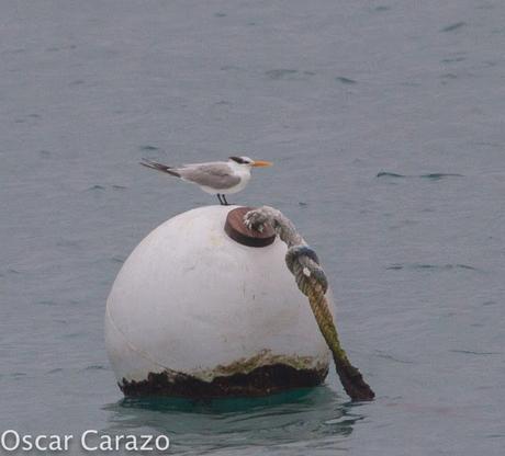 THALASSEUS BENGALENSIS, AVES CAPRICHOSAS