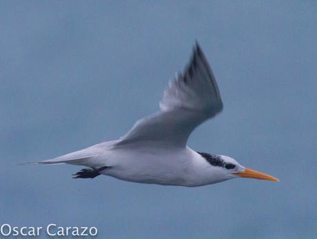 THALASSEUS BENGALENSIS, AVES CAPRICHOSAS