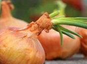 Remedios caseros para afonía: cebolla azúcar