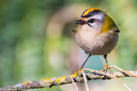 Reyezuelo listado (Regulus ignicapilla)-Common firecrest