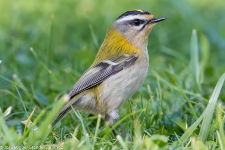 Reyezuelo listado (Regulus ignicapilla)-Common firecrest