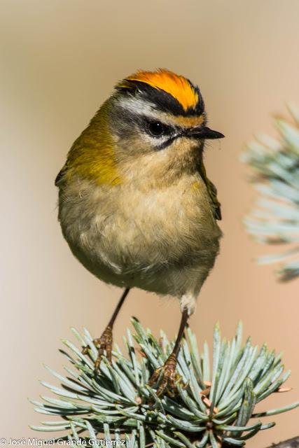 Reyezuelo listado (Regulus ignicapilla)-Common firecrest