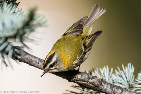 Reyezuelo listado (Regulus ignicapilla)-Common firecrest