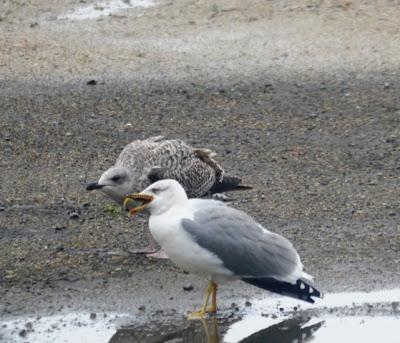 Gaviotas y estrellas