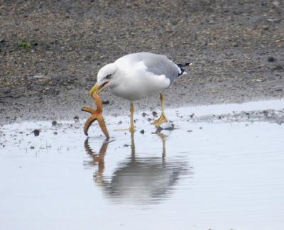 Gaviotas y estrellas