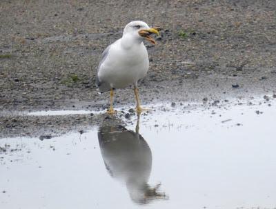 Gaviotas y estrellas