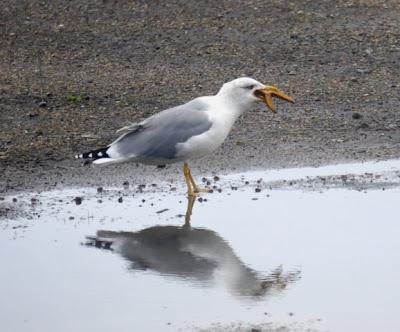 Gaviotas y estrellas