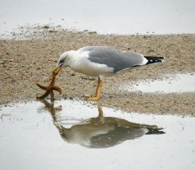 Gaviotas y estrellas