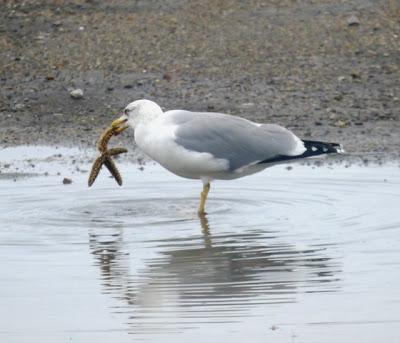 Gaviotas y estrellas