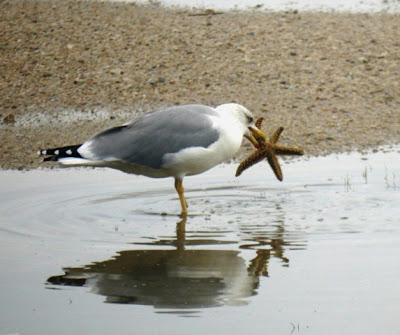 Gaviotas y estrellas