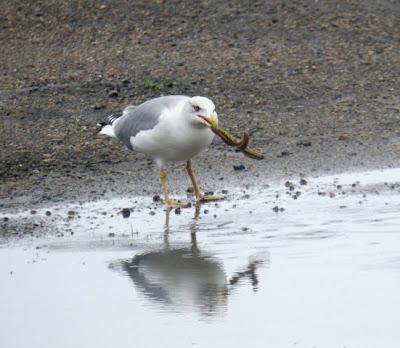 Gaviotas y estrellas