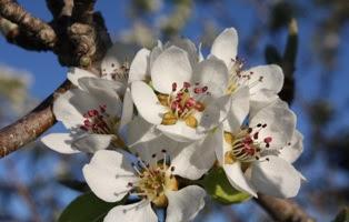 Reseña de “Los perales tienen la flor blanca” de Gerbrand Bakker
