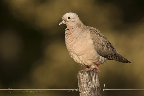 Torcaza común (Eared dove) Zenaida auriculata