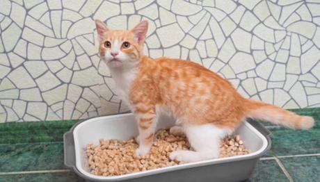 que hacer para que los gatos no se orinen