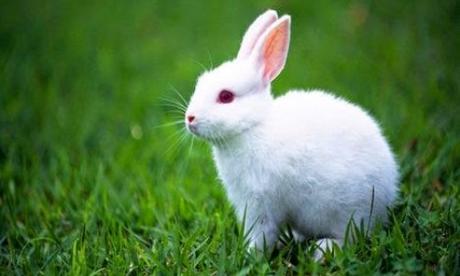 Problemas en la piel de los conejos