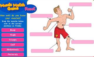 Skeleton and muscles games